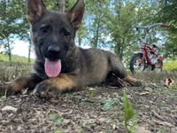 Rocket , a male German Shepherd Dog for sale in Gretna, VA – 3 of 3