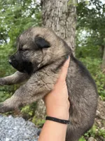 Declan, a male German Shepherd Dog for sale in Gretna, VA – 3 of 3
