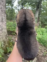 Griffin , a male German Shepherd Dog for sale in Gretna, VA – 2 of 3