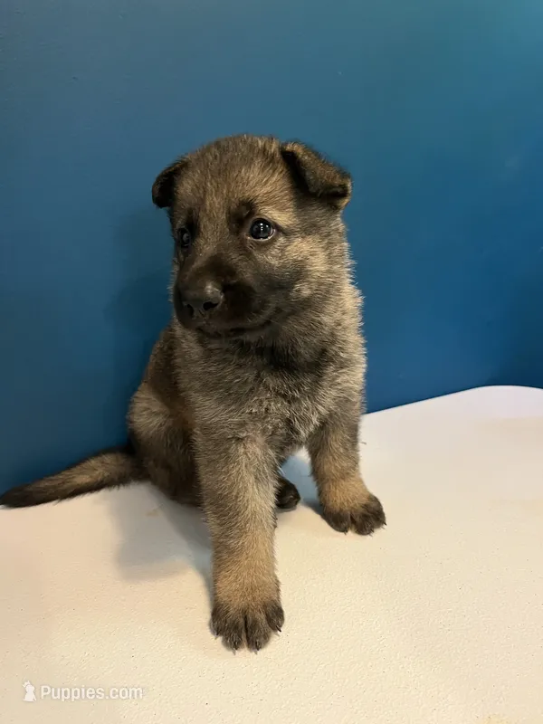Declan – German Shepherd Dog puppy for sale in Gretna, VA