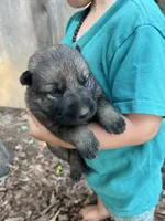 Male 3, a male German Shepherd Dog for sale in Gretna, VA – 2 of 3