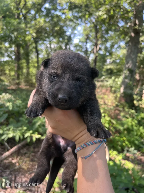 Male 1  – German Shepherd Dog puppy for sale in Gretna, VA