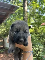 Male 3, a male German Shepherd Dog for sale in Gretna, VA – 3 of 3