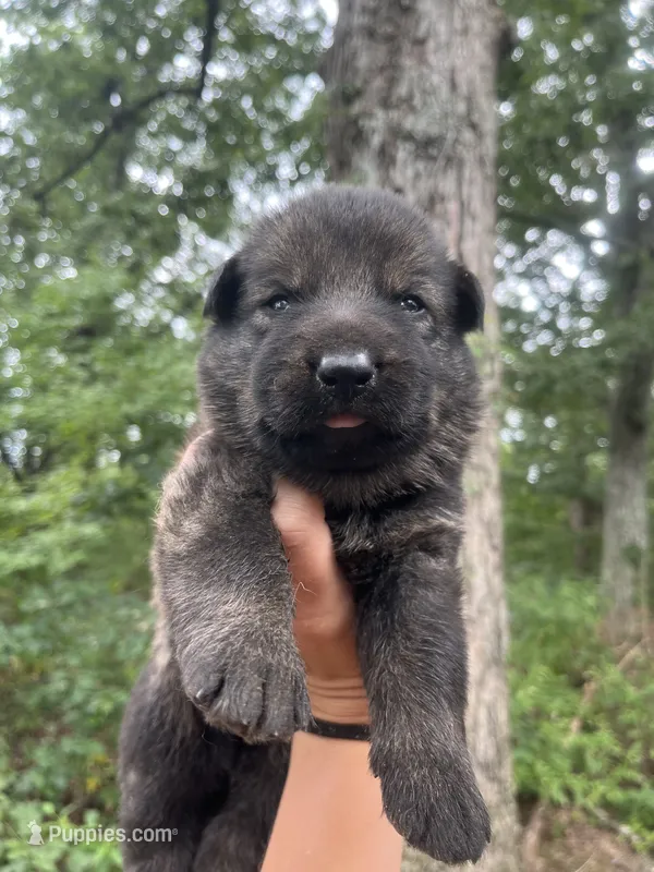 Rocket  – German Shepherd Dog puppy for sale in Gretna, VA
