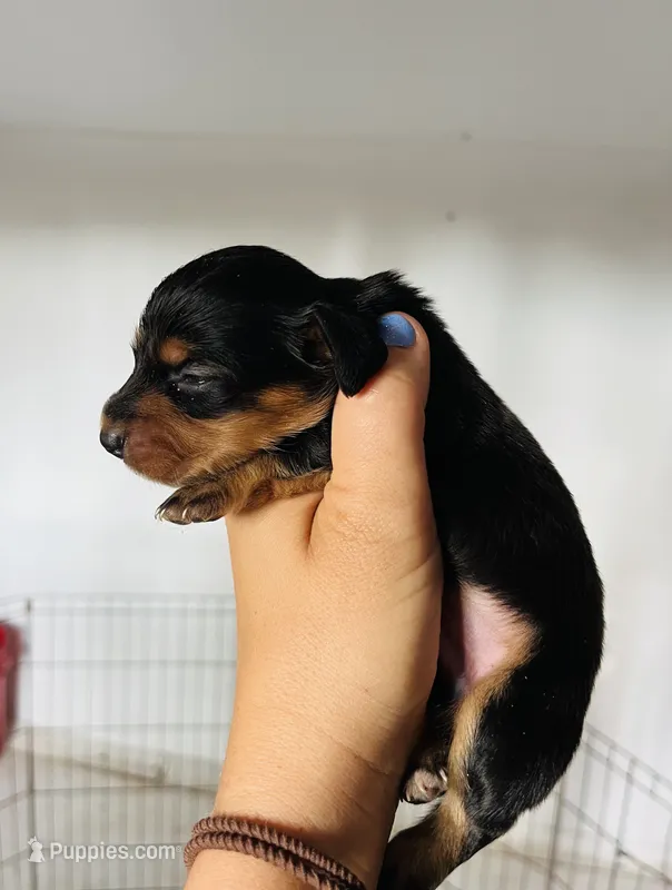 Male 4 – Miniature Dachshund puppy for sale in Gretna, VA