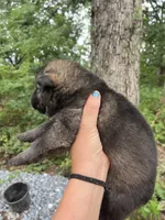 Rocket , a male German Shepherd Dog for sale in Gretna, VA – 3 of 3
