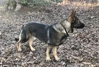 Male 2, a male German Shepherd Dog for sale in Gretna, VA – 2 of 2
