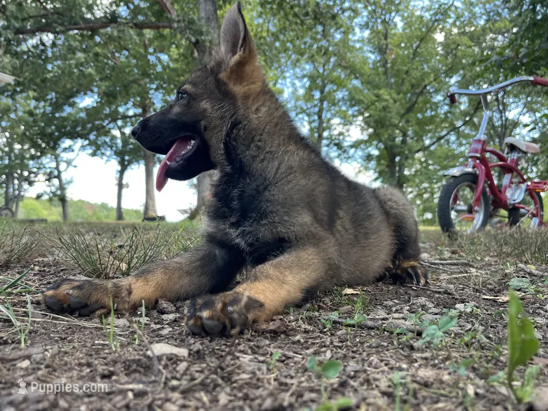 Rocket  – German Shepherd Dog puppy for sale in Gretna, VA