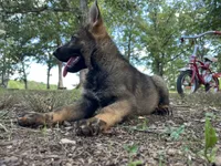 Rocket , a male German Shepherd Dog for sale in Gretna, VA – 1 of 3
