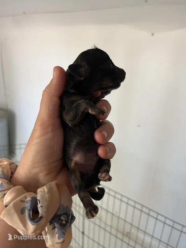 Male 2 – Miniature Dachshund puppy for sale in Gretna, VA
