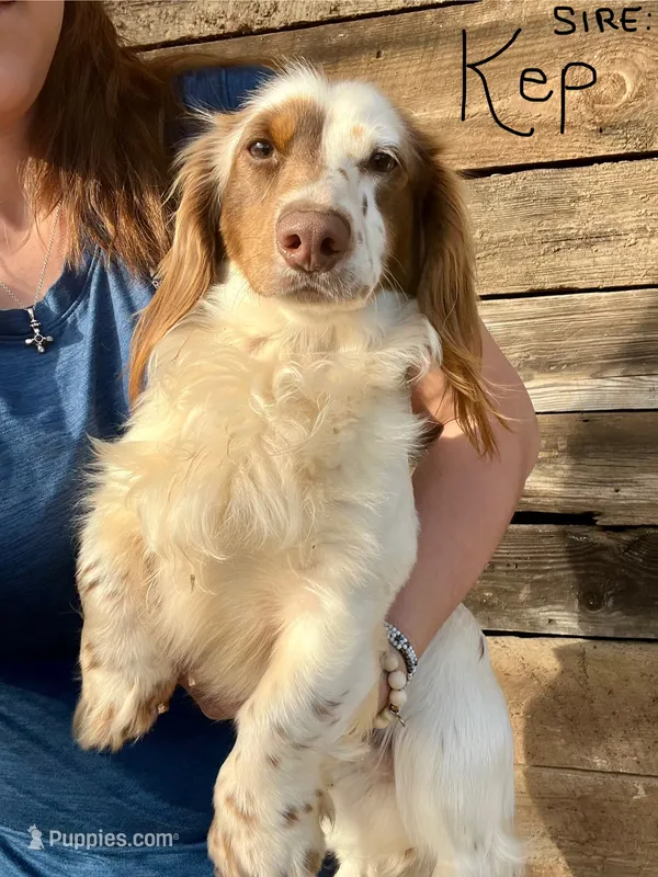Male 1 – Miniature Dachshund puppy for sale in Gretna, VA