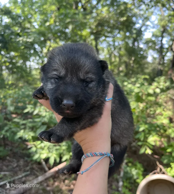 Female 1  – German Shepherd Dog puppy for sale in Gretna, VA