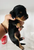Male 1, a male Miniature Dachshund for sale in Gretna, VA – 2 of 2