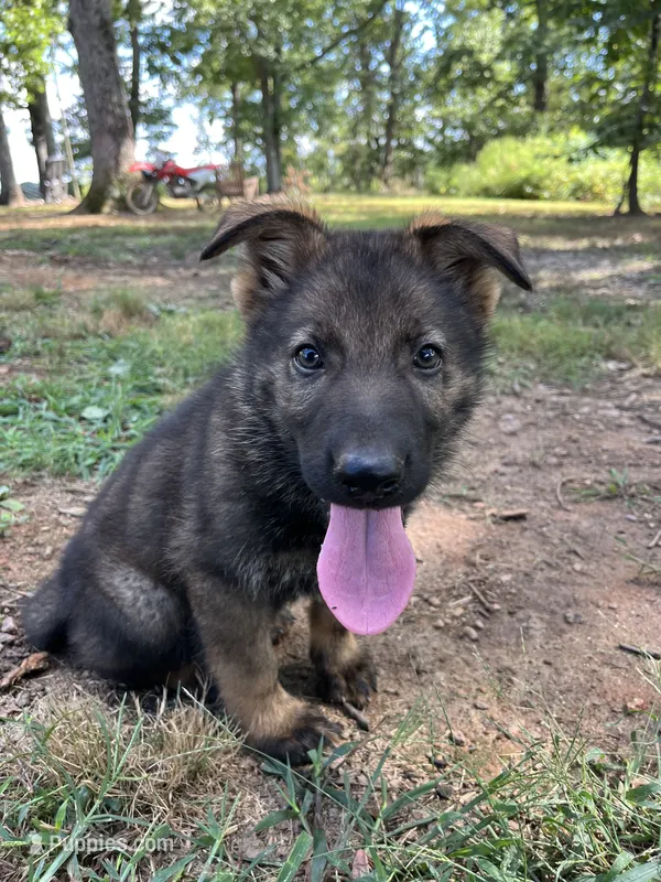 Griffin  – German Shepherd Dog puppy for sale in Gretna, VA