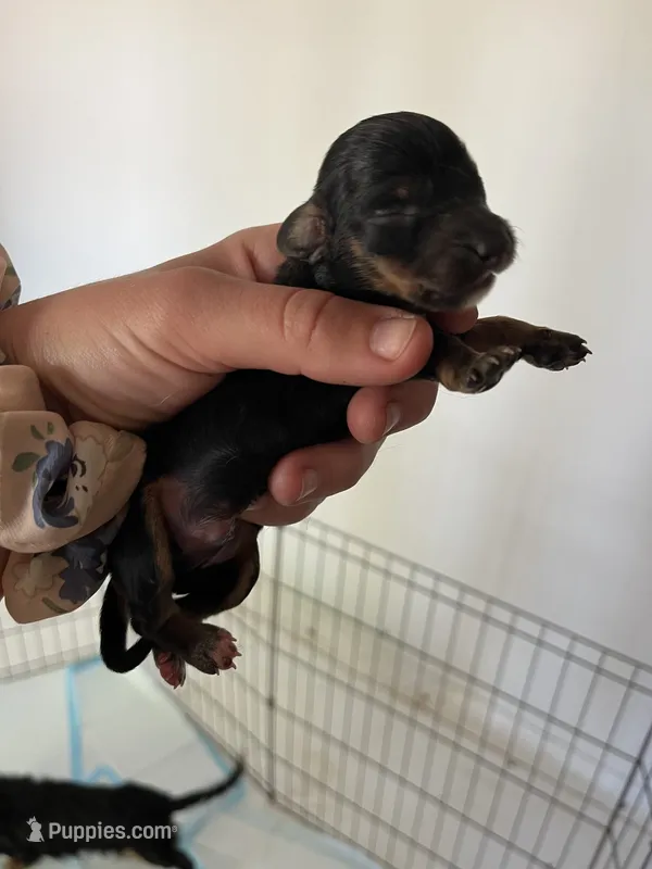 Male 3 – Miniature Dachshund puppy for sale in Gretna, VA
