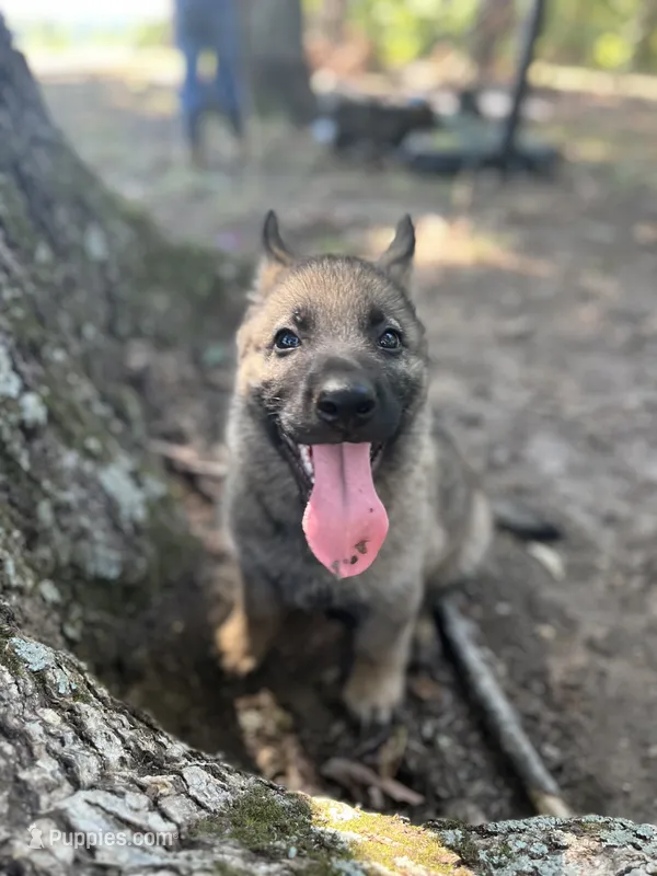 Declan – German Shepherd Dog puppy for sale in Gretna, VA