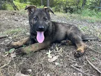 Griffin , a male German Shepherd Dog for sale in Gretna, VA – 3 of 3