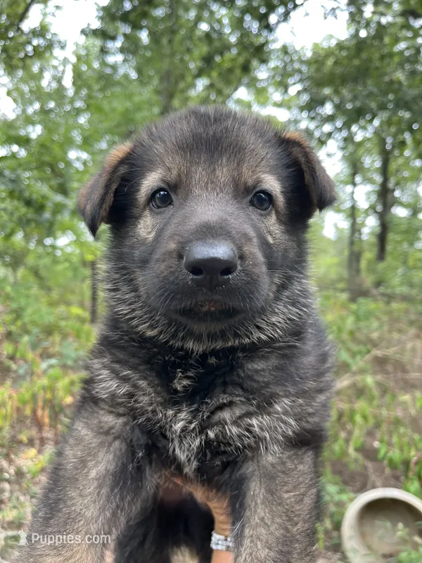Griffin  – German Shepherd Dog puppy for sale in Gretna, VA
