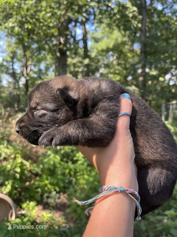 Male 2 – German Shepherd Dog puppy for sale in Gretna, VA