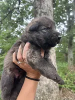 Rocket , a male German Shepherd Dog for sale in Gretna, VA – 2 of 3