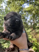 Female 1 , a female German Shepherd Dog for sale in Gretna, VA – 2 of 3