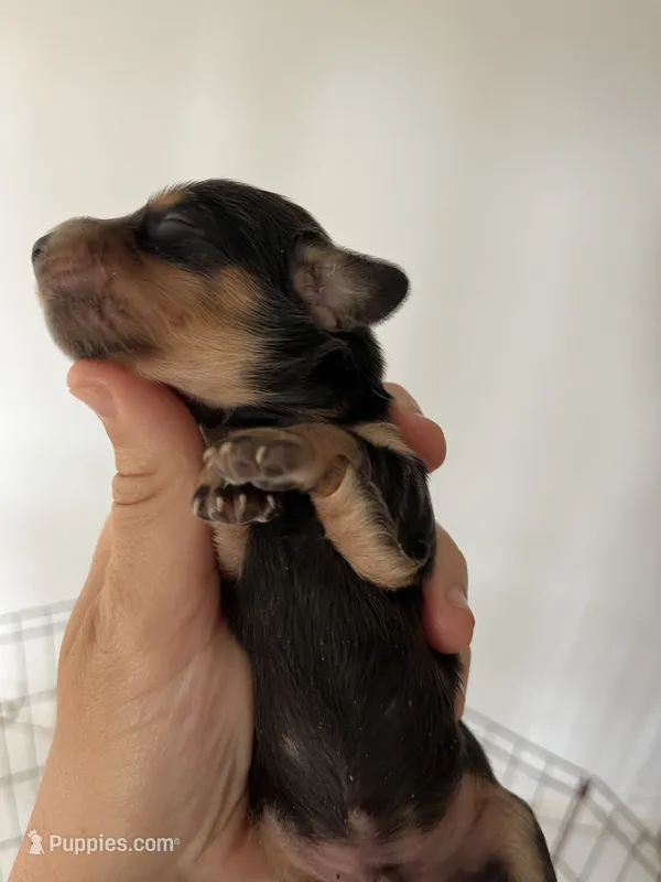 Male 4 – Miniature Dachshund puppy for sale in Gretna, VA