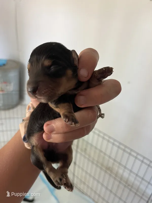 Male 4 – Miniature Dachshund puppy for sale in Gretna, VA