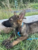 AKC Rocket , a male German Shepherd Dog for sale in Gretna, VA – 2 of 5