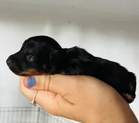 Male 3, a male Miniature Dachshund for sale in Gretna, VA – 3 of 3