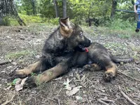 Griffin , a male German Shepherd Dog for sale in Gretna, VA – 2 of 3