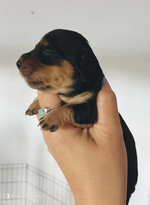 Male 1 – Miniature Dachshund puppy for sale in Gretna, VA