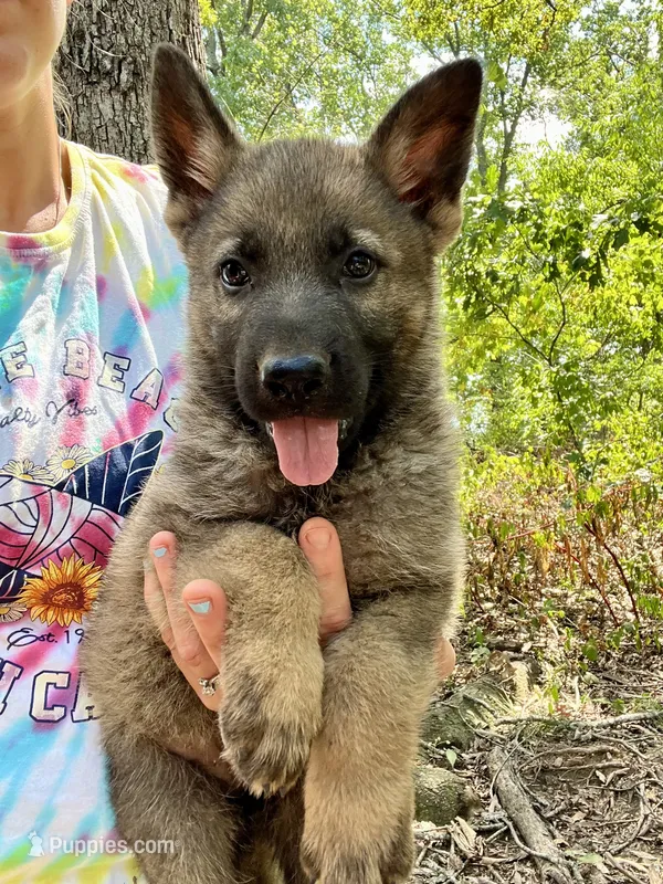 Declan – German Shepherd Dog puppy for sale in Gretna, VA