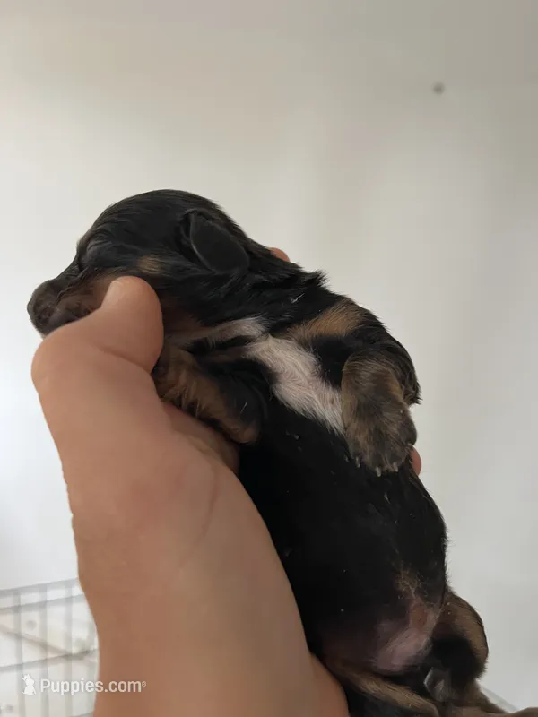 Male 3 – Miniature Dachshund puppy for sale in Gretna, VA
