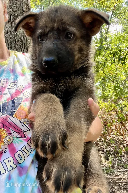 Rocket  – German Shepherd Dog puppy for sale in Gretna, VA