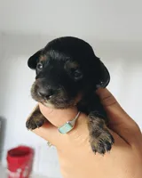 Male 3, a male Miniature Dachshund for sale in Gretna, VA – 2 of 3
