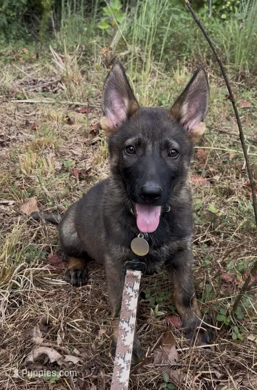 Rocket  – German Shepherd Dog puppy for sale in Gretna, VA
