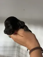 Male 2, a male Miniature Dachshund for sale in Gretna, VA – 2 of 3
