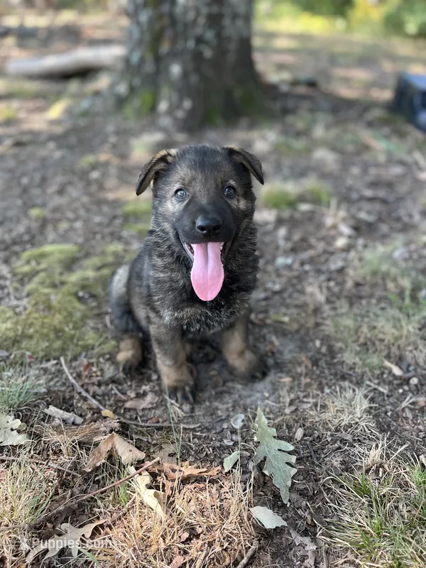 Griffin  – German Shepherd Dog puppy for sale in Gretna, VA