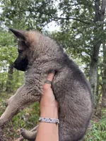 Declan, a male German Shepherd Dog for sale in Gretna, VA – 4 of 4