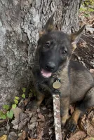 AKC Rocket , a male German Shepherd Dog for sale in Gretna, VA – 4 of 5