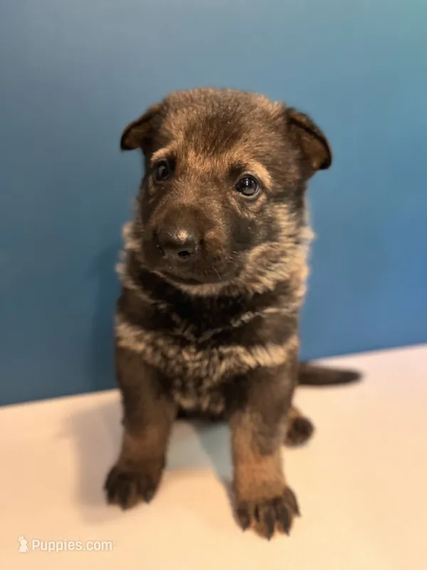 Rocket  – German Shepherd Dog puppy for sale in Gretna, VA
