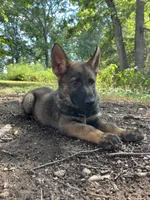 Rocket , a male German Shepherd Dog for sale in Gretna, VA – 2 of 3