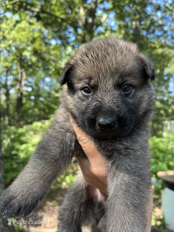 Declan – German Shepherd Dog puppy for sale in Gretna, VA