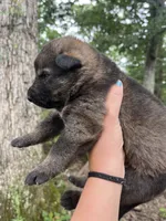 Griffin , a male German Shepherd Dog for sale in Gretna, VA – 3 of 3