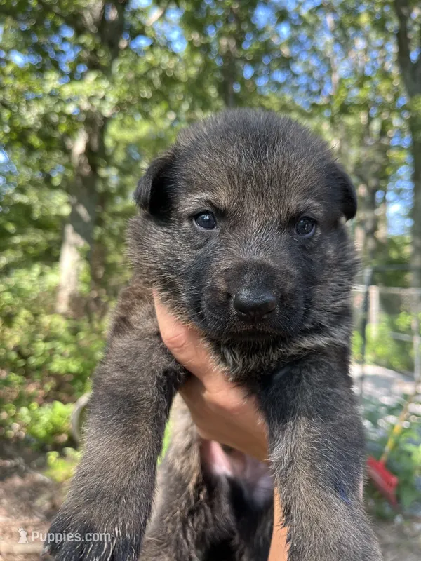 Rocket  – German Shepherd Dog puppy for sale in Gretna, VA