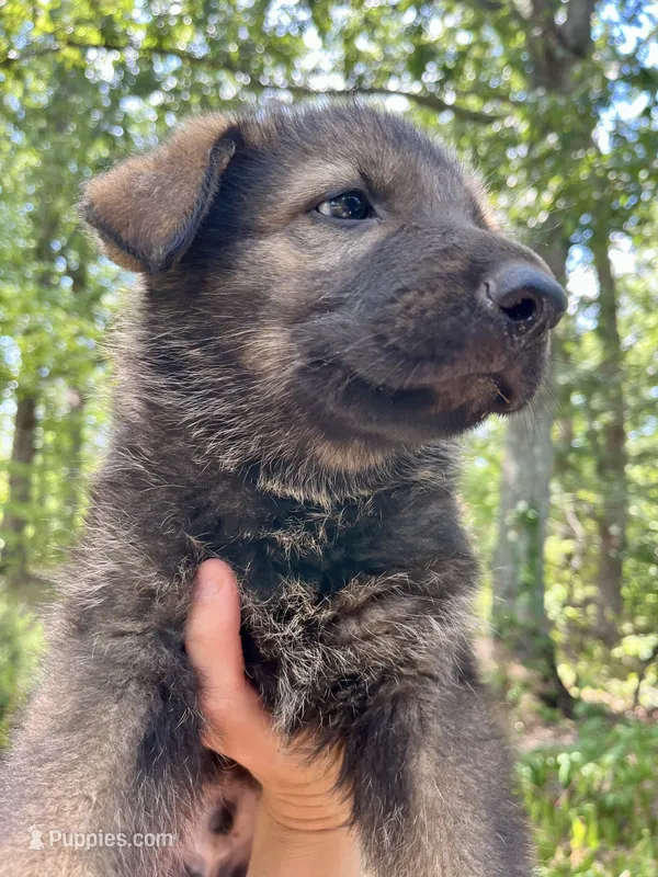 Griffin  – German Shepherd Dog puppy for sale in Gretna, VA