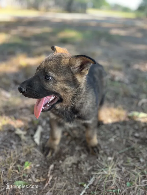 Rocket  – German Shepherd Dog puppy for sale in Gretna, VA