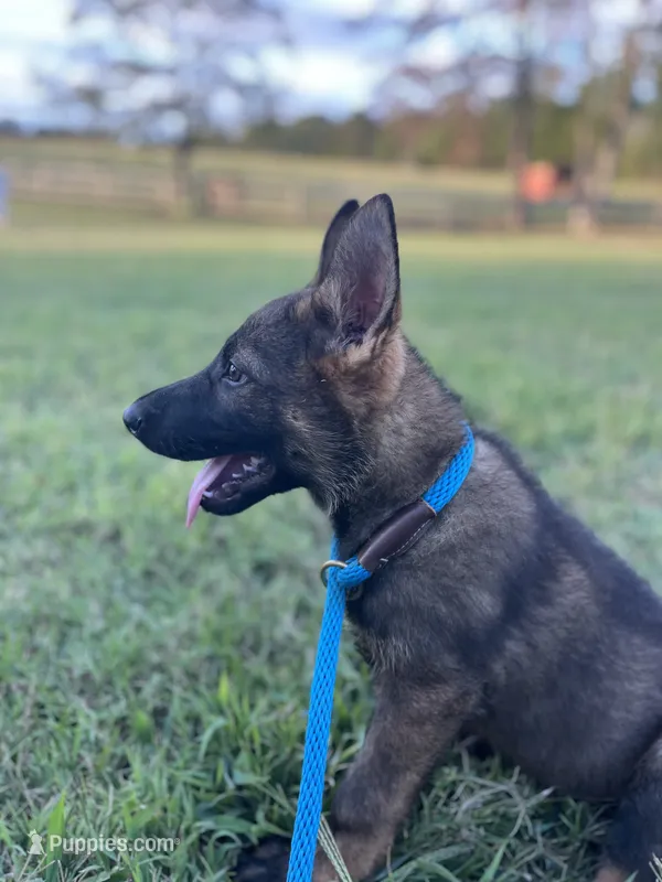 AKC Rocket  – German Shepherd Dog puppy for sale in Gretna, VA