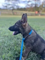 AKC Rocket , a male German Shepherd Dog for sale in Gretna, VA – 1 of 5