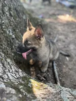 Declan, a male German Shepherd Dog for sale in Gretna, VA – 3 of 4